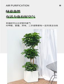 鄞州盆景租摆，让你的环境瞬间焕发生机活力！