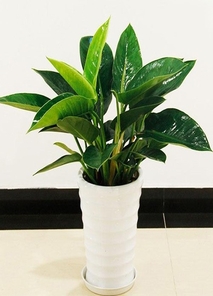 镇海植物租摆方案来袭，为你营造专属绿色氛围